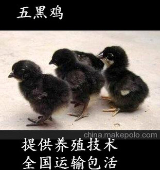 广州五黑绿壳蛋鸡苗出售-珍禽种苗哪里有卖