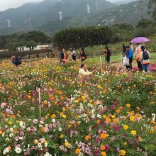 深圳南澳赏花农家乐一日游油菜花金盏菊格桑花樱花