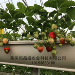 莱芜恒昌盛塑料种植槽批发定做图片1