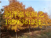 滄州美國紅櫨供應石家莊銀白槭基地北京朝陽銀白槭