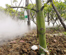 绿之园LZY-01园林景观喷雾设备厂家高压冷雾设备雾森设备图片