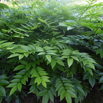 海南黃花梨小葉紫檀金絲楠木沉香菩提盆栽地栽名貴樹苗種子