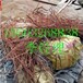 天津廢電纜廢銅回收銅板銅排