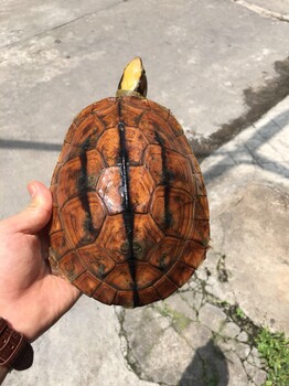 出售穩(wěn)產(chǎn)金錢母龜