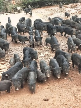 江西鹰潭市哪里有比较好养的藏香猪