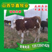 忻州肉牛种牛价格专业养殖基地