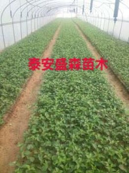 2018年美早，布魯克斯，黃蜜，車(chē)?yán)遄?，俄羅斯8號(hào)，早大果，紅燈，紅蜜，拉賓子，