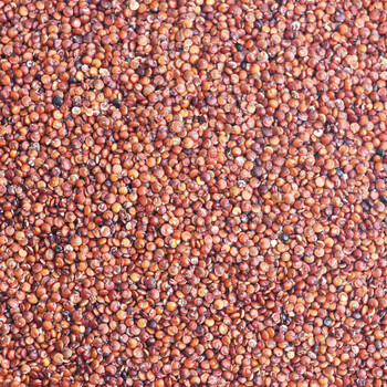 进口红藜麦供应，格出售各种秘鲁龙芽米