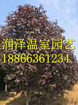 槲栎供应基地锐齿槲栎批发价格蛇王槲栎种植基地在哪里有图片0