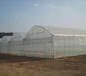 山东菏泽绿色蔬菜种植大棚1万平方、连栋塑料膜型工程造价