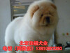 北京哪有卖纯种松狮犬的肉嘴松狮黑色松狮直销精品松狮犬