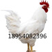 绿壳蛋鸡/海兰白鸡/贵妃鸡/优质鸡苗/脱温鸡/及种蛋