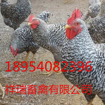 芦花鸡/元宝鸡/九斤黄/鸡苗/脱温鸡及种蛋