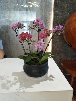 買綠植、換盆栽、綠植租賃就找小園丁園藝，價(jià)格優(yōu)惠