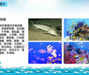 海洋展鱼缸展出租海洋生物租赁新奇海洋生物展览