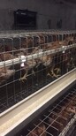 鹤壁青年鸡防疫程序图片3