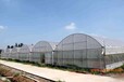 浙江绍兴农业蔬菜种植大棚温室连栋薄膜、3米檐高抗风性好施工厂家