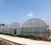 江西中草药种植大棚温室4米高、连栋PO膜覆盖型承建价格