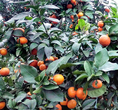 百色出售柑橘苗图片