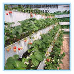 恒昌盛农业科技专用研发制造优质种植槽栽培槽草莓槽原包料生产使用寿命长达15年
