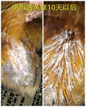 油黄肽快速长黄油鸡用油黄肽快速长黄油母鸡快速长黄油吃什么图片1