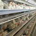 中国养鸡设备笼网之乡河南华顺小层叠蛋鸡笼环保节能高效