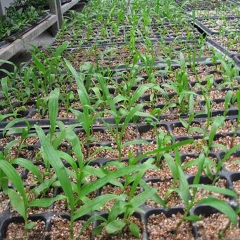 四川峻丰生物科技四川白芨白芨驯化苗