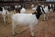 肉羊价格波尔山羊销售基地育肥羊养殖利润