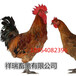 青脚麻鸡/九斤红鸡/元宝鸡/优质鸡苗/脱温鸡/及种蛋