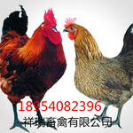 青脚麻鸡/九斤红鸡/笨鸡/优质鸡苗/脱温鸡/受精种蛋