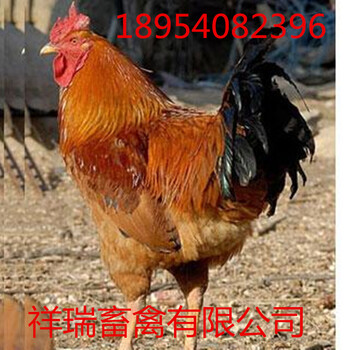 红玉鸡/芦花鸡/青脚土鸡/鸡苗/脱温鸡/受精种蛋