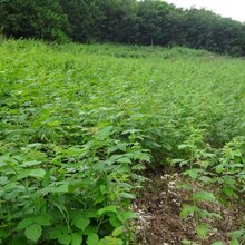树莓苗供应价格优质安全放心树莓苗全国批发图片