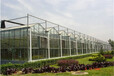 浙江温州农业科技园区大棚温室565中空玻璃幕墙、防集露型建造公司