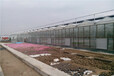 浙江台州有机蔬菜玻璃大棚温室庄园4米高、3.5方立柱2万平方建设企业
