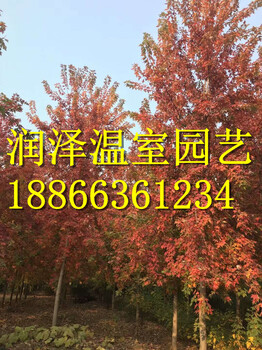 天津銀紅槭秋日夢(mèng)幻紅楓湖南挪威槭黃金楓秋紅楓基地金葉皂角價(jià)格