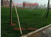 沈阳盘锦锦州葫芦岛秦皇岛周边卖草坪价位便宜质量成活