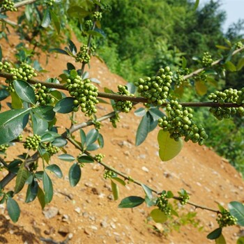 犍为藤椒苗批发乐山高产量藤觉苗眉山藤椒苗