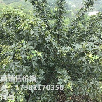 湖北藤椒产量湖北藤椒种植技术无刺湖北藤椒管理要点