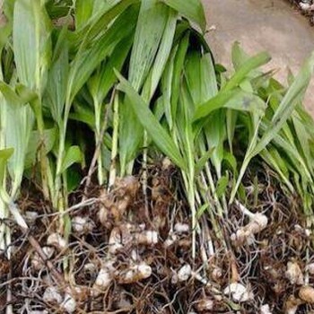 四川峻丰生物科技，紫花白芨，白芨驯化苗