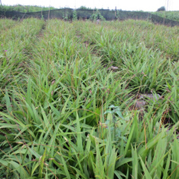 四川白芨峻豐生物科技白芨馴化苗