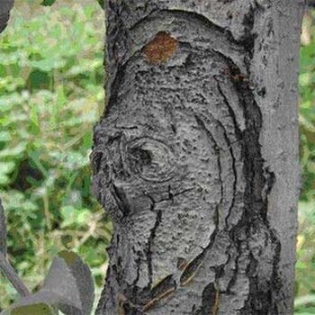 蘋(píng)果樹(shù)腐爛病防治生物農(nóng)藥潰腐靈