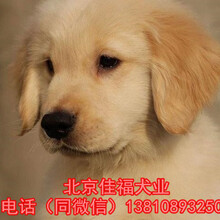 纯种金毛犬价格赛级金毛犬专业繁殖金毛犬保健康三个月