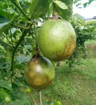 韶關(guān)百香果種植基地要注意防治百香果疫病