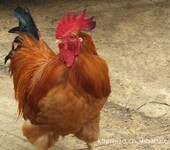 红玉鸡/笨鸡/元宝鸡/优质鸡苗/脱温鸡/以及种蛋