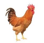 红玉鸡/笨鸡/元宝鸡/优质鸡苗/脱温鸡/以及种蛋