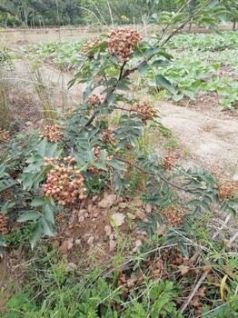 重庆哪里有卖无刺大红袍花椒树苗基地贵州四川哪有大红袍花椒树苗云南两年生红花椒苗