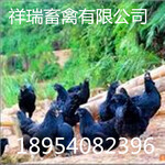 绿壳蛋鸡/贵妃鸡/海兰白鸡/优质鸡苗/脱温鸡/受精种蛋