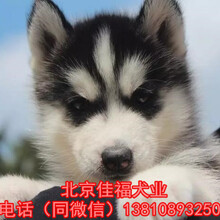 北京哪卖哈士奇幼犬纯种哈士奇犬价格售后签订购犬协议