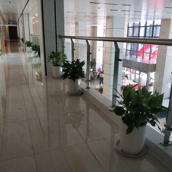 盆栽租賃、綠植租擺、花卉租賃，優(yōu)惠進(jìn)行中
