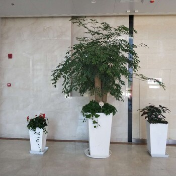 蘇州盆栽綠植租擺、蘇州大型慶典盆景租擺、蘇州節(jié)日花卉租賃